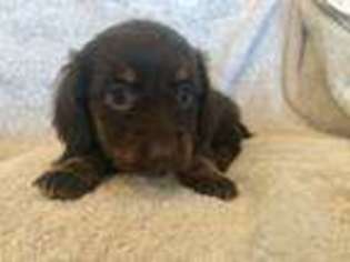 Dachshund Puppy for sale in Simpsonville, SC, USA