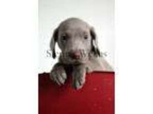 Weimaraner Puppy for sale in Chambersburg, PA, USA