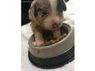 Australian Shepherd Puppy for sale in Oviedo, FL, USA