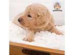 Goldendoodle Puppy for sale in Longwood, FL, USA