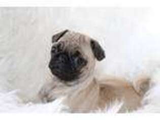 Pug Puppy for sale in Belleville, PA, USA