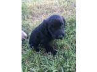 Labradoodle Puppy for sale in Maysville, MO, USA