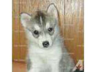 Siberian Husky Puppy for sale in HEPPNER, OR, USA