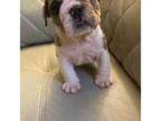 Bulldog Puppy for sale in Cleveland, NC, USA