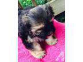 Yorkshire Terrier Puppy for sale in BECKLEY, WV, USA