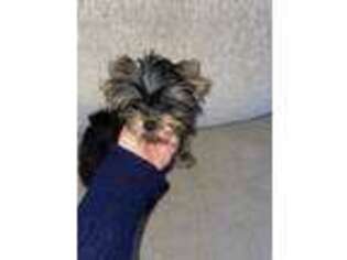 Yorkshire Terrier Puppy for sale in East Brunswick, NJ, USA