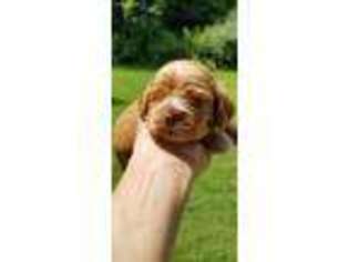 Cocker Spaniel Puppy for sale in Morrison, TN, USA