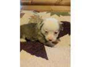 Pembroke Welsh Corgi Puppy for sale in Lancaster, OH, USA