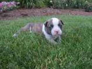 Olde English Bulldogge Puppy for sale in Newville, PA, USA