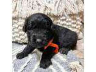 Goldendoodle Puppy for sale in Charlestown, IN, USA