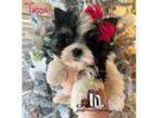 Yorkshire Terrier Puppy for sale in Brookhaven, MS, USA