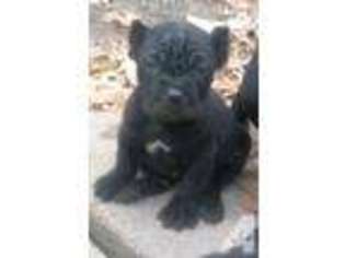 Cane Corso Puppy for sale in LONGVIEW, TX, USA
