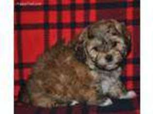 Shih-Poo Puppy for sale in Lancaster, MO, USA