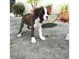 Boxer Puppy for sale in Needville, TX, USA