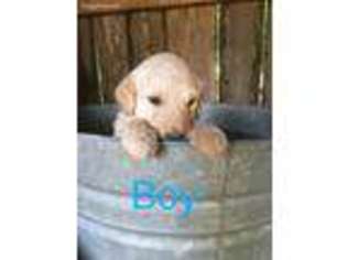 Goldendoodle Puppy for sale in Taylorsville, NC, USA