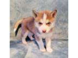 Siberian Husky Puppy for sale in Elmwood Park, NJ, USA