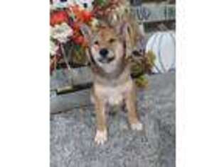 Shiba Inu Puppy for sale in Grabill, IN, USA