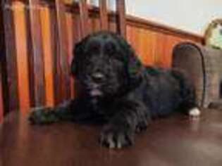Goldendoodle Puppy for sale in Broadway, VA, USA