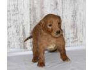 Goldendoodle Puppy for sale in Woodburn, IN, USA