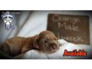 Great Dane Puppy for sale in Pulaski, TN, USA
