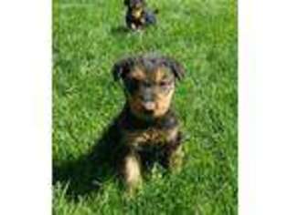 Airedale Terrier Puppy for sale in Kimberly, ID, USA