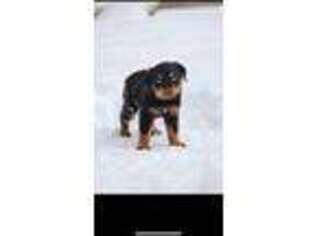 Rottweiler Puppy for sale in Auburn, WA, USA