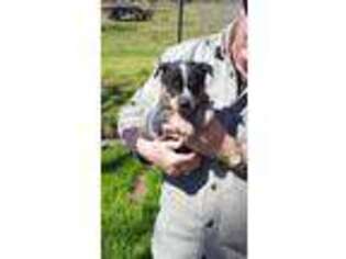 Australian Cattle Dog Puppy for sale in Sulphur Springs, TX, USA