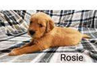 Golden Retriever Puppy for sale in Troy, MI, USA