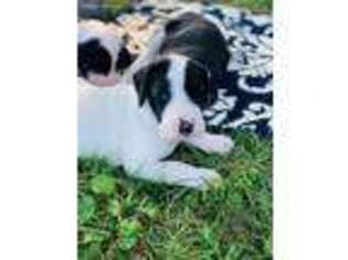 Great Dane Puppy for sale in Canton, NY, USA