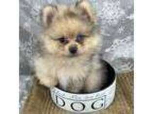 Pomeranian Puppy for sale in Byron, GA, USA