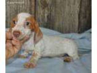 Dachshund Puppy for sale in Carthage, TX, USA