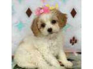 Cavachon Puppy for sale in Homewood, IL, USA
