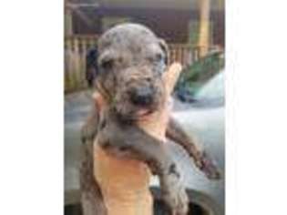 Great Dane Puppy for sale in Henagar, AL, USA