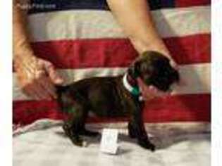 Boxer Puppy for sale in Brooklyn, MI, USA