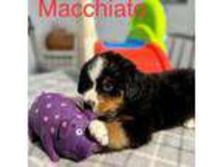 Bernese Mountain Dog Puppy for sale in Clever, MO, USA
