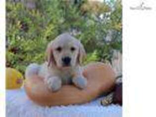 Golden Retriever Puppy for sale in Philadelphia, PA, USA