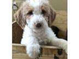 Labradoodle Puppy for sale in Lakeview, OH, USA