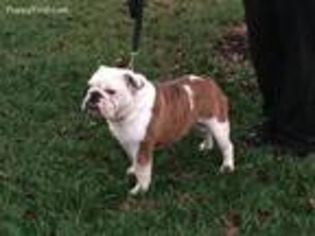 Bulldog Puppy for sale in Mooresboro, NC, USA