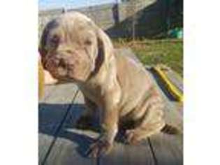Neapolitan Mastiff Puppy for sale in Pinckneyville, IL, USA
