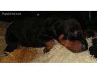Doberman Pinscher Puppy for sale in Saint George, SC, USA