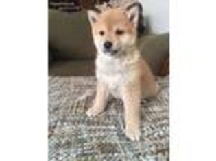 Shiba Inu Puppy for sale in Gurnee, IL, USA