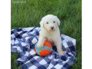 Old English Sheepdog Puppy for sale in Massillon, OH, USA