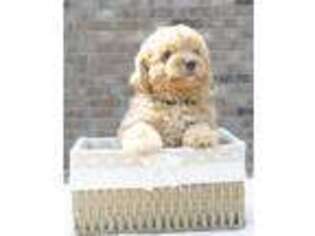 Cavapoo Puppy for sale in Fort Collins, CO, USA