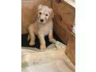 Goldendoodle Puppy for sale in West Point, GA, USA