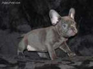 French Bulldog Puppy for sale in Columbus, IL, USA
