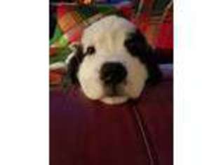 Saint Bernard Puppy for sale in Hedgesville, WV, USA
