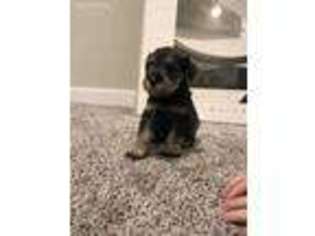 Mutt Puppy for sale in Stanwood, WA, USA