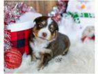 Miniature Australian Shepherd Puppy for sale in Tonopah, AZ, USA