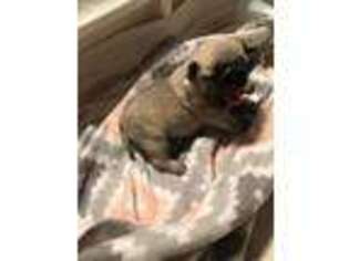 Pug Puppy for sale in Leland, NC, USA