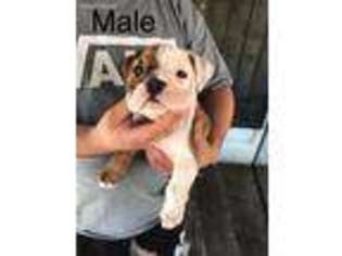 Bulldog Puppy for sale in Santa Ana, CA, USA